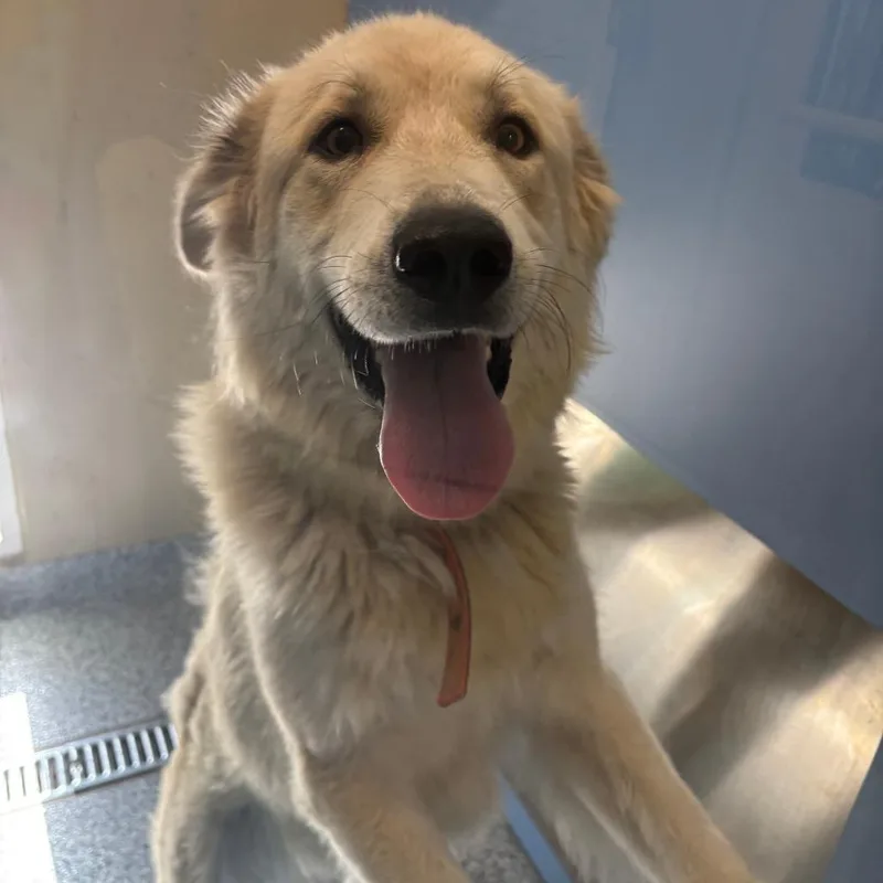 An adult large-sized female Yellow / Tan / Blond / Fawn Great Pyrenees dog named Daisy for adoption in Ottawa, KS