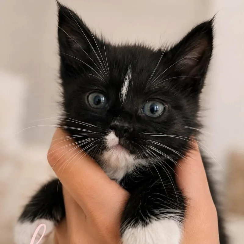 A baby small-sized female Black Domestic Short Hair cat named Luna for adoption in West Olive, MI