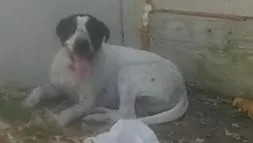 A young medium-sized male Mixed Breed dog named Joey for adoption in Dallas, TX
