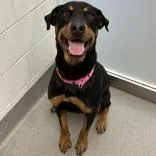 An adult large-sized female Black Doberman Pinscher dog named Nala for adoption in Hilliard, OH