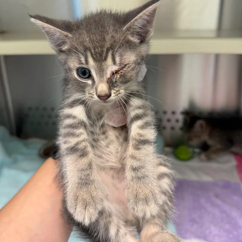 A baby small-sized female Domestic Medium Hair cat named No Socks for adoption in Norman, OK