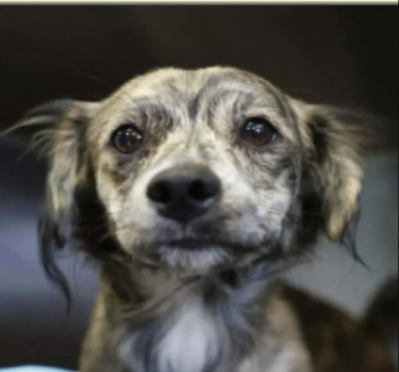 A young small-sized male Brindle Australian Shepherd dog named Toby for adoption in Williston, VT