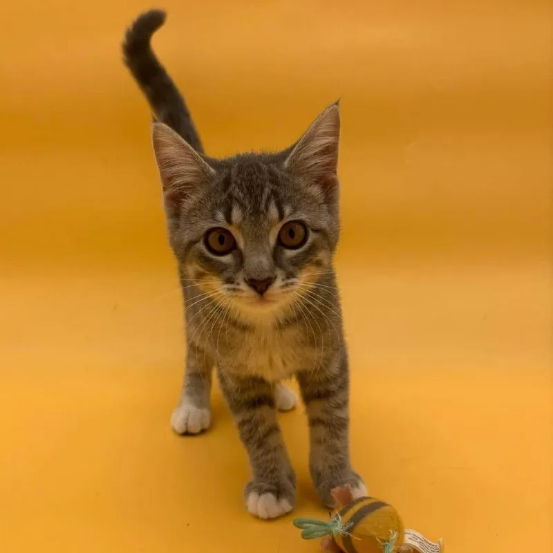A baby small-sized female Gray / Blue / Silver Domestic Short Hair cat named Roosevelt for adoption in Plainfield, IL