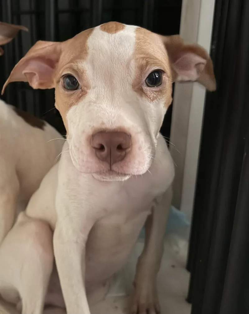 A young medium-sized male Yellow / Tan / Blond / Fawn Mixed Breed dog named Toffee for adoption in Cincinnati, OH