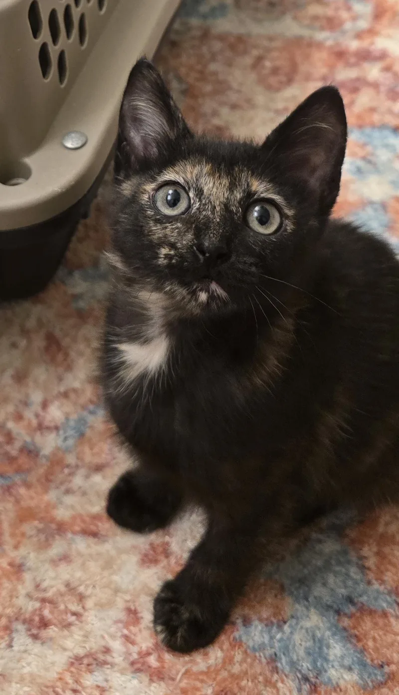 A baby medium-sized female Dilute Tortoiseshell Domestic Short Hair cat named Bexlea Ort for adoption in Missouri City, TX