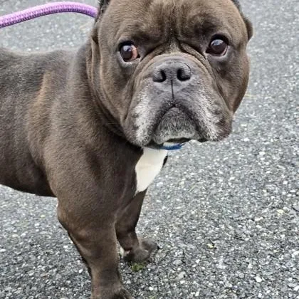An adult medium-sized male American Bully dog named Ace for adoption in Philadelphia, PA
