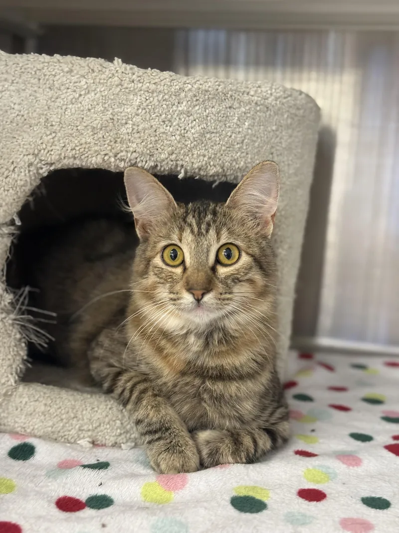 Truffles thumbnail 2