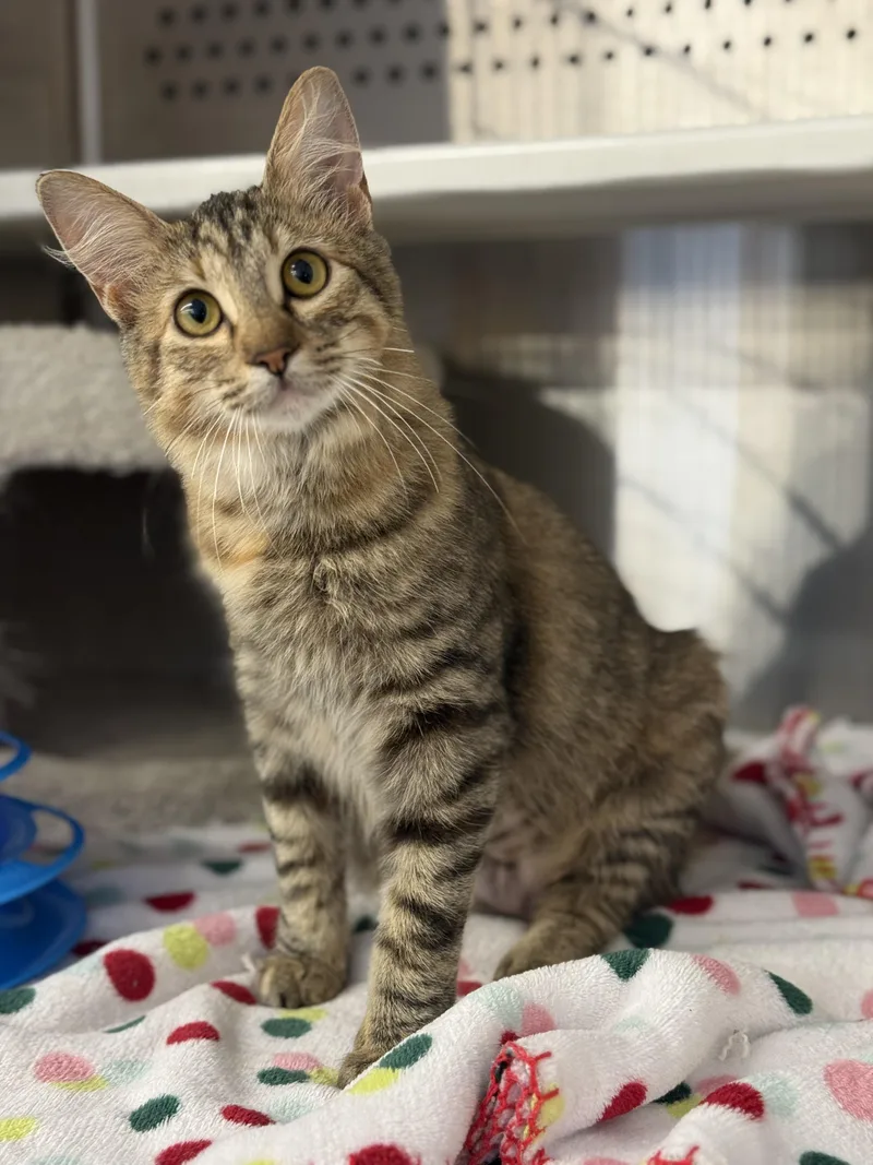 A baby medium-sized female Tabby (Brown / Chocolate) Domestic Medium Hair cat named Truffles for adoption in Magnolia, TX
