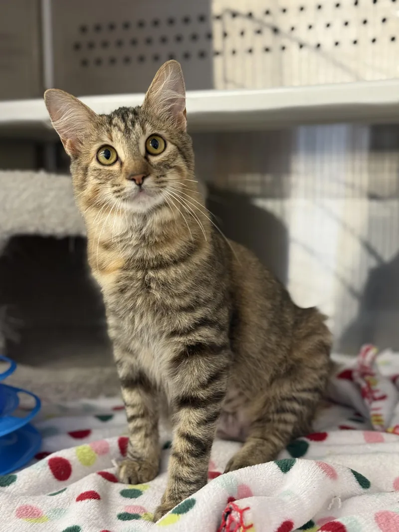 Truffles thumbnail 3