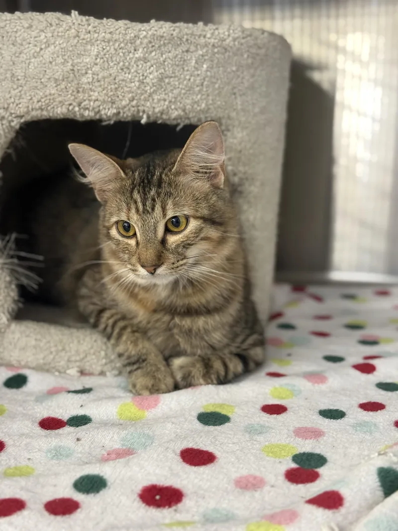 Truffles thumbnail 4