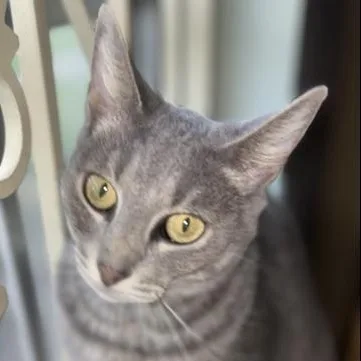 An adult medium-sized female Tabby (Gray / Blue / Silver) Domestic Short Hair cat named Aruna for adoption in Liverpool, TX
