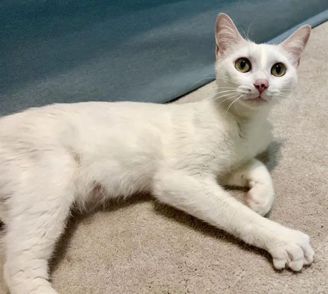 A young small-sized female Domestic Short Hair cat named Pearl for adoption in Charlotte, NC