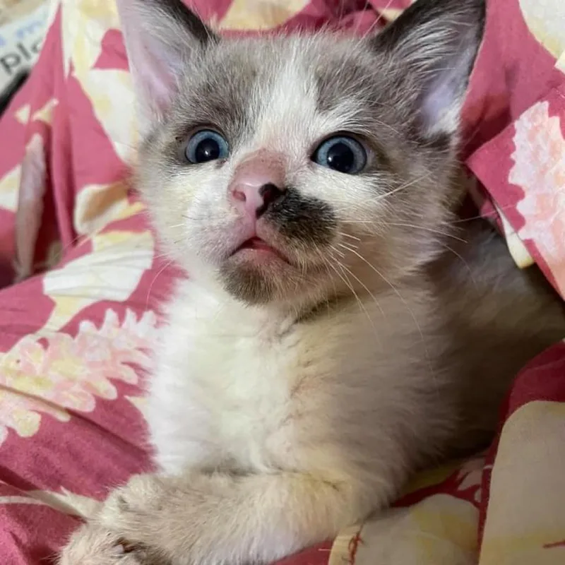 An adult extra large-sized male White Domestic Short Hair cat named King Udon for adoption in Rocky Mount, VA