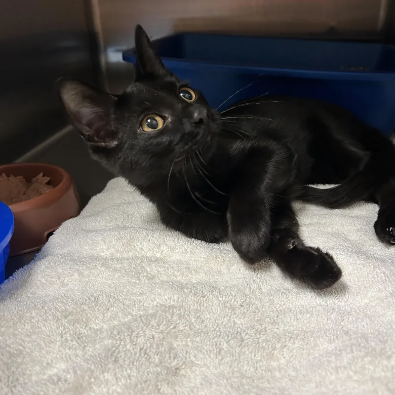 A baby medium-sized male Black Domestic Short Hair cat named Luna for adoption in La Grange Park, IL