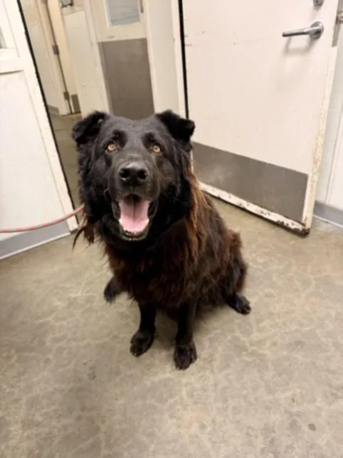 An adult extra large-sized male Chesapeake Bay Retriever dog named Bagheera for adoption in Los Angeles, CA