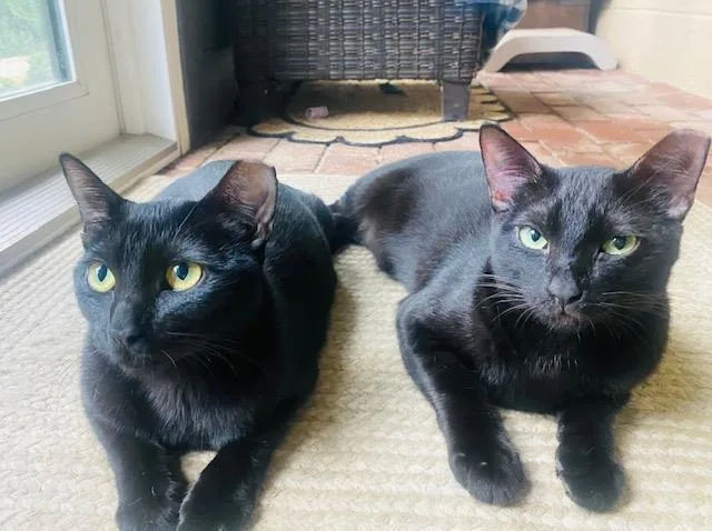 A young medium-sized female Domestic Short Hair cat named Lightningbonded Wonyx for adoption in Lincoln, CA