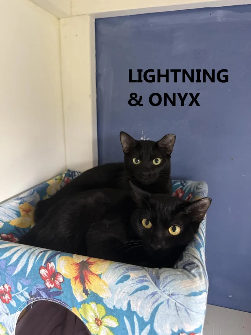 Lightningbonded Wonyx thumbnail 2