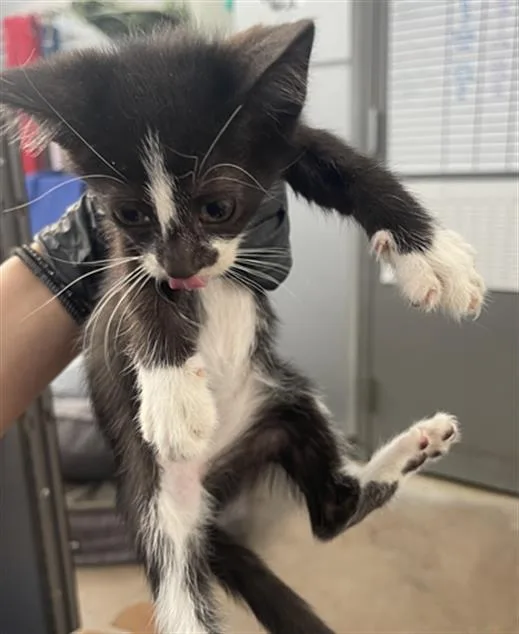 A baby medium-sized female Domestic Short Hair cat named Pippi for adoption in Dallas, TX