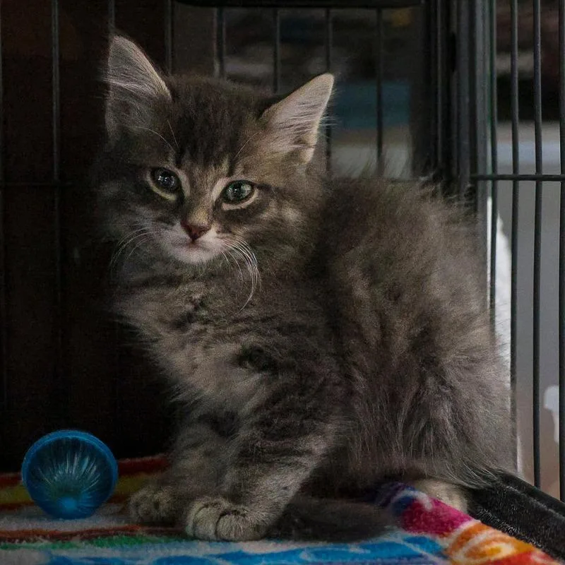 A baby small-sized male Gray / Blue / Silver Domestic Medium Hair cat named Ivan for adoption in Bradenton, FL