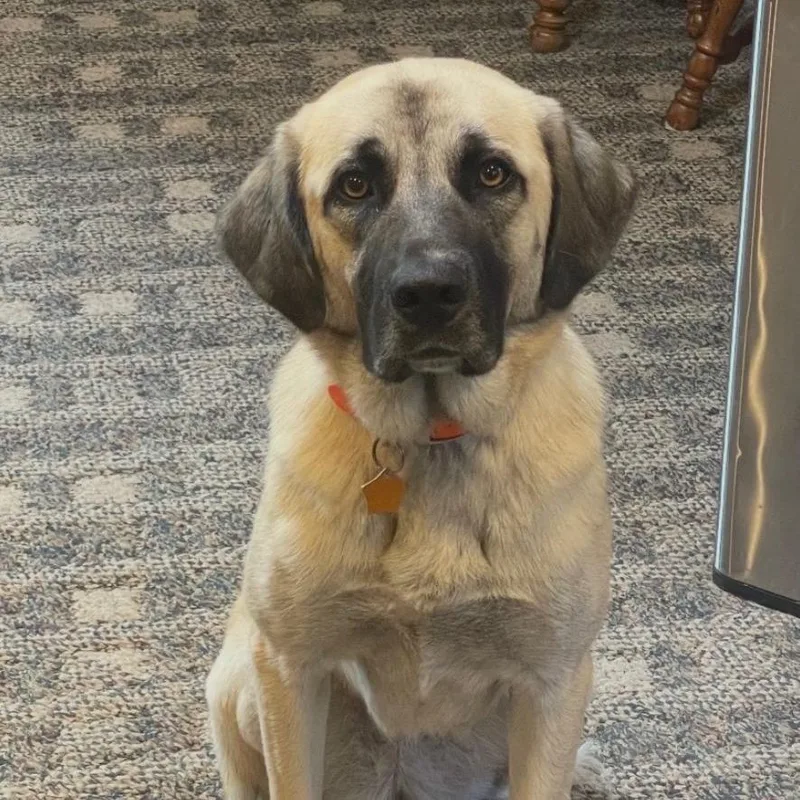 An adult large-sized female Catahoula Leopard Dog dog named Misha for adoption in Fairfax, VA