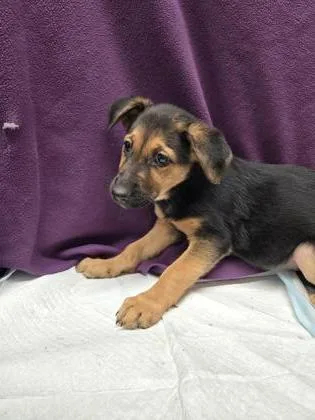 A young small-sized female German Shepherd Dog dog named Miss Piggy for adoption in Roseville, CA