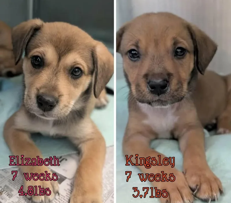 A baby medium-sized male Mixed Breed dog named Kingsley for adoption in Holbrook, NY