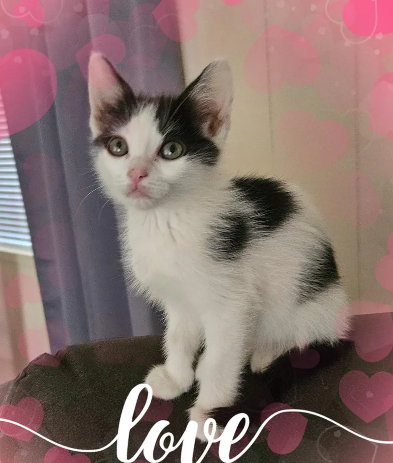A baby small-sized female Domestic Short Hair cat named Dottie for adoption in Gilbert, AZ