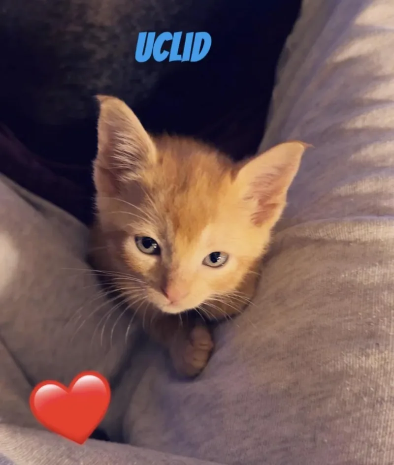 A baby small-sized male Tabby (Orange / Red) Domestic Short Hair cat named Uchlid for adoption in Kirksville, MO