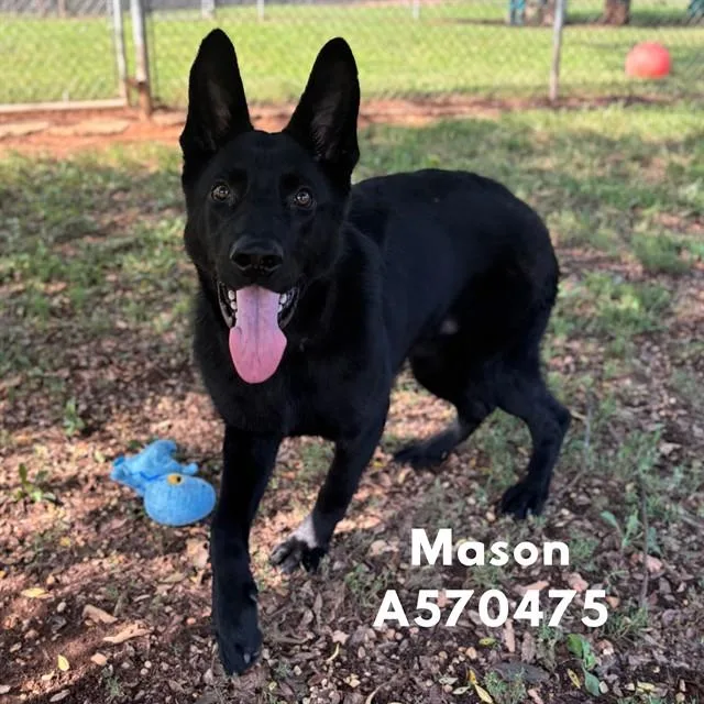 Mason