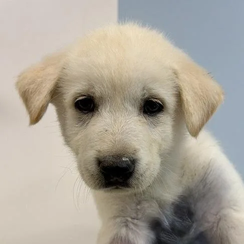 A baby small-sized female Husky dog named Batiste for adoption in Los Angeles, CA