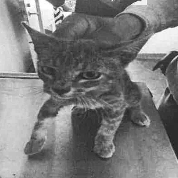 A baby medium-sized male Domestic Short Hair cat named Grey's Anatomy for adoption in Los Angeles, CA