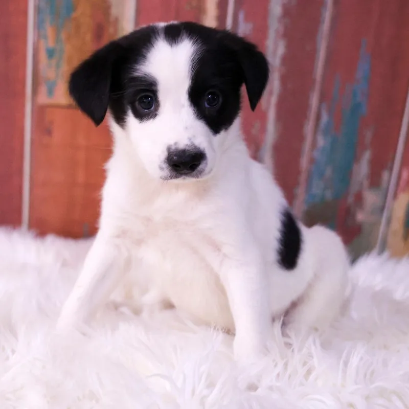 A baby small-sized female White / Cream Mixed Breed dog named Mia for adoption in Casa Grande, AZ