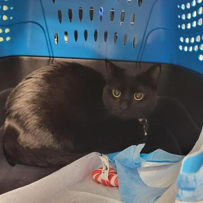 A young medium-sized female Black Domestic Short Hair cat named Sunny for adoption in New York, NY
