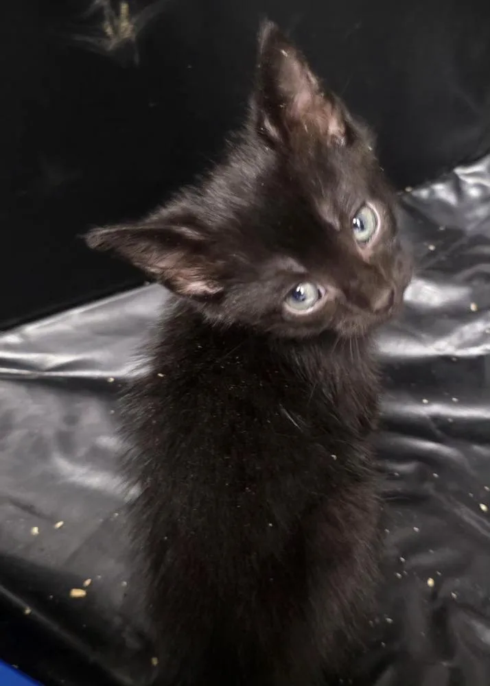 A baby small-sized male Black Domestic Short Hair cat named AshleyQ for adoption in Metamora, IL