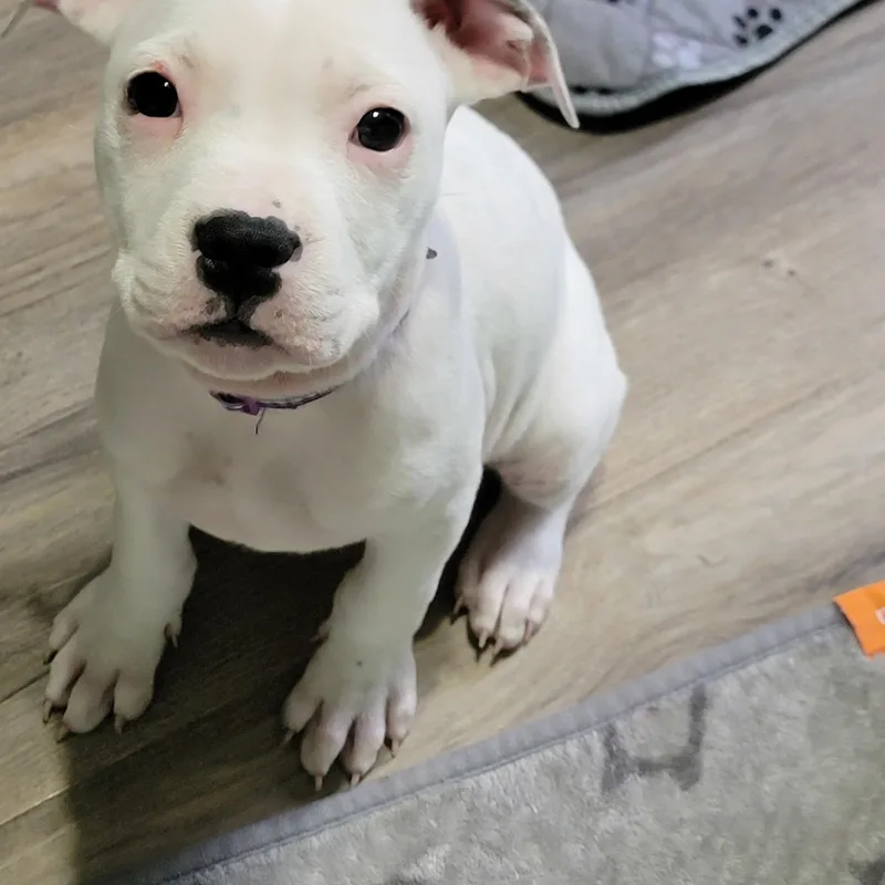 A baby medium-sized male White / Cream Boxer dog named Paloma for adoption in Joliet, IL