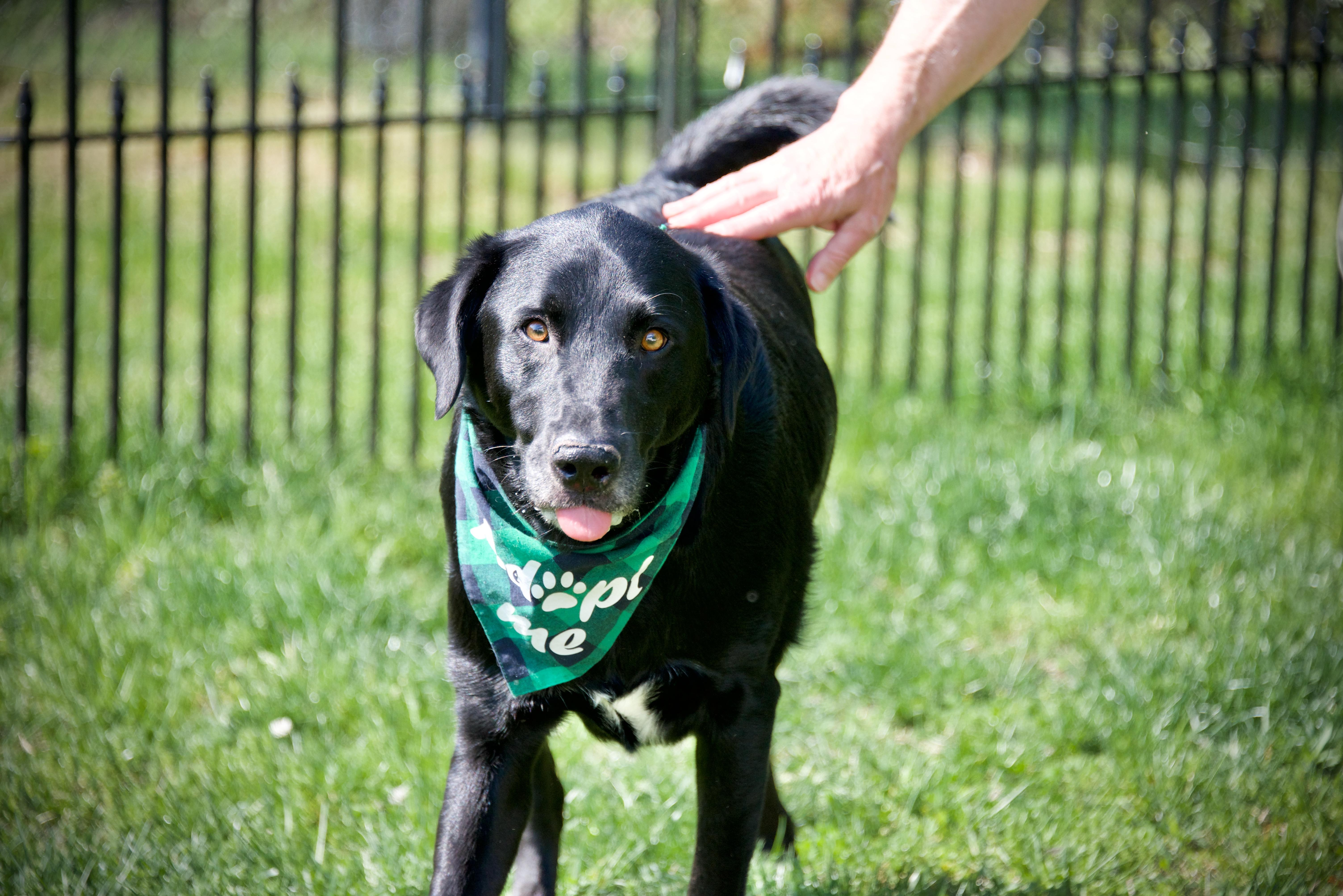 An adult large-sized male Black Labrador Retriever dog named Marshall for adoption in Hopkinton, MA