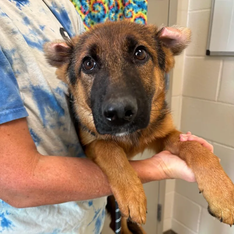 A baby small-sized female Black German Shepherd Dog named Zella for adoption in Council Bluffs, IA