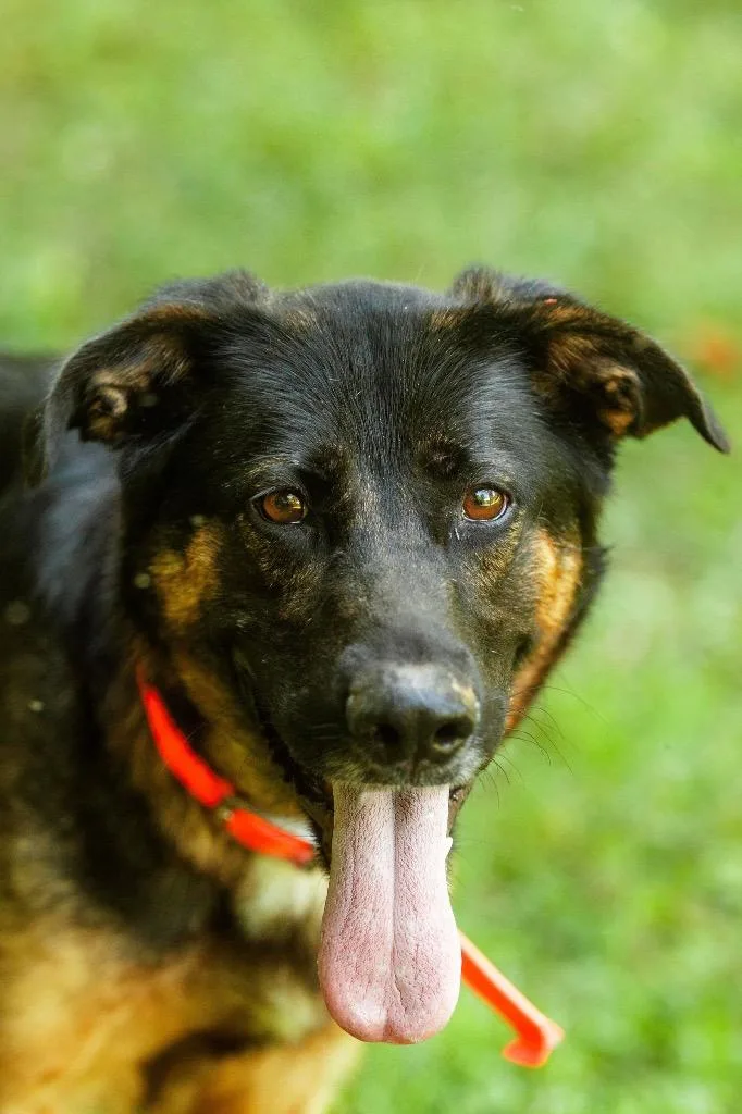 An adult large-sized female German Shepherd Dog dog named Sage for adoption in Parsons, WV
