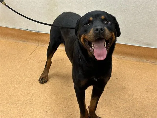 A young large-sized male Rottweiler dog named Convoy for adoption in Martinez, CA