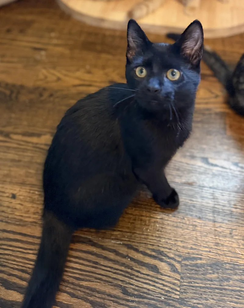 A baby medium-sized male Black Domestic Short Hair cat named Yami for adoption in Hixson, TN