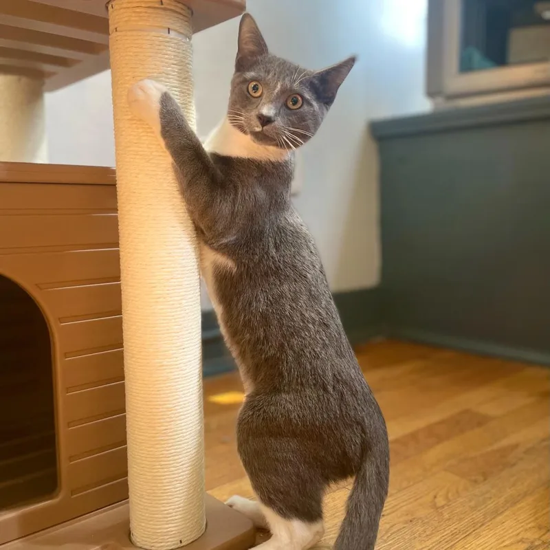 A young medium-sized male Domestic Short Hair cat named Max for adoption in Stokesdale, NC