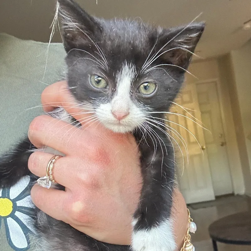 A baby small-sized male Black & White / Tuxedo Domestic Short Hair cat named Corncob for adoption in Commerce City, CO