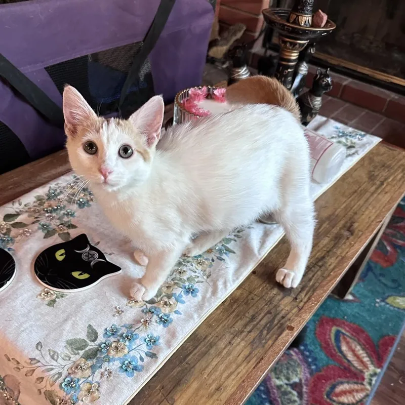 Nigel