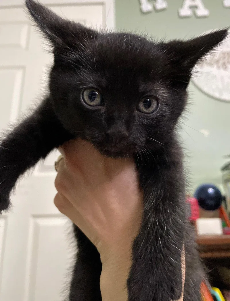 A baby medium-sized male Black Domestic Short Hair cat named Kranberry for adoption in Island Lake, IL