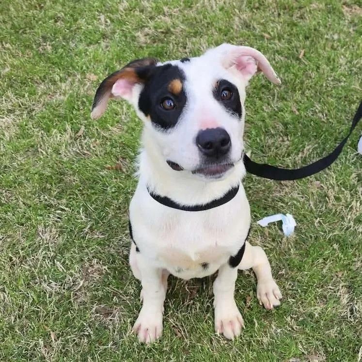 A baby medium-sized male Black Mixed Breed dog named Diego for adoption in Hopkinton, MA