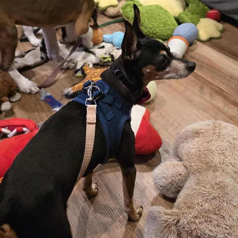 A senior small-sized female Brown / Chocolate Miniature Pinscher dog named Riley D for adoption in Princeton, MN