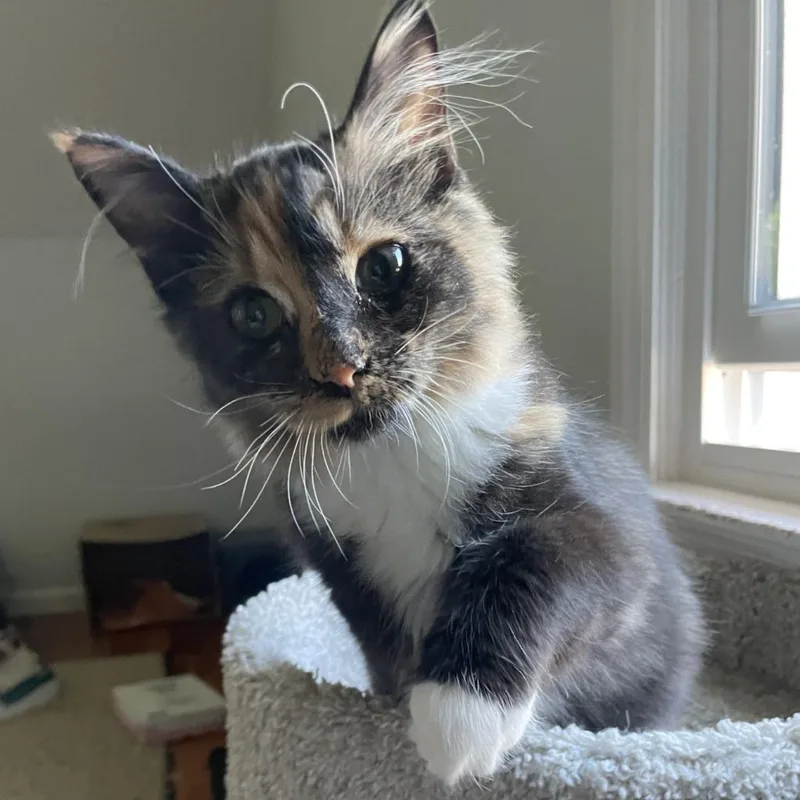 A baby medium-sized female Domestic Long Hair cat named Sunkist for adoption in Youngsville, NC