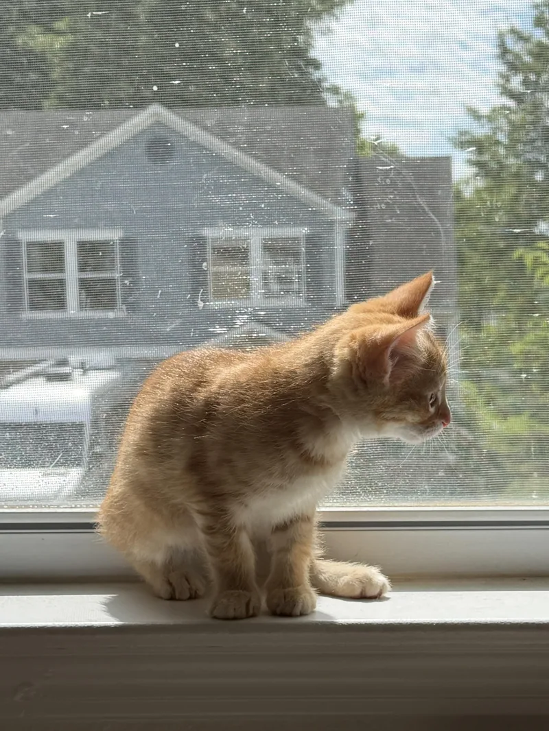 A baby small-sized male Tabby (Orange / Red) Manx cat named Chips for adoption in Indianapolis, IN