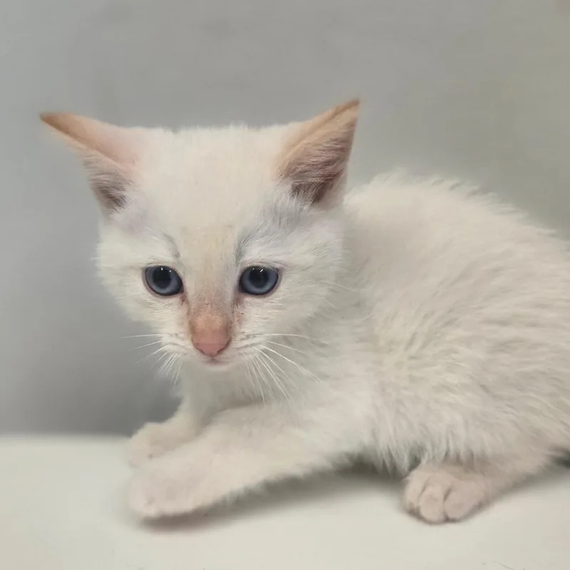 A baby small-sized male Flame Point Siamese cat named Tin Meow for adoption in San Jacinto, CA