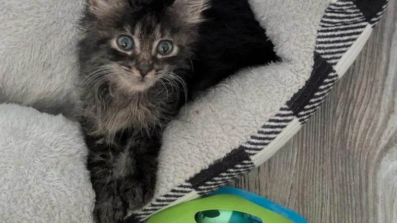 A baby medium-sized male Domestic Short Hair cat named Carlos for adoption in Tampa, FL